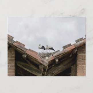 birds on a roof postcard