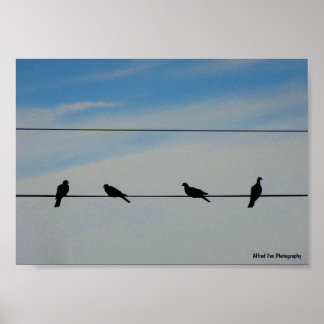 Birds on a Wire Poster