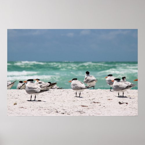 Birds on Beach Poster