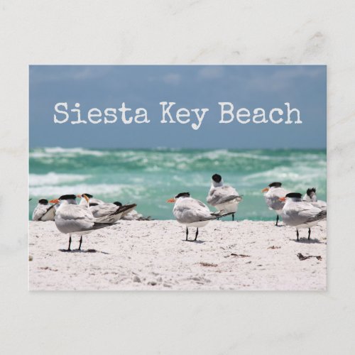 Birds on Beach Siesta Key Beach Postcard
