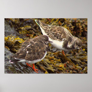 Birds on Rocks Photo Poster
