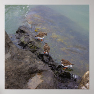 Birds on Rocks Photo Poster