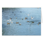 Birds On Summer River (Front Horizontal)