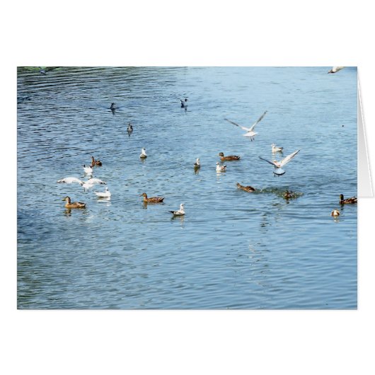 Birds On Summer River (Front Horizontal)