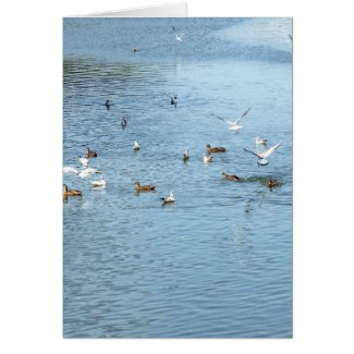 Birds On Summer River