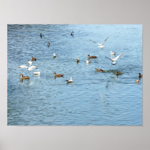 Birds On Summer River Poster