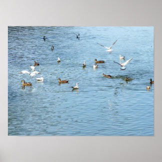 Birds On Summer River Poster