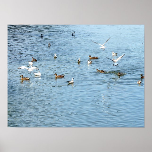 Birds On Summer River Poster (Front)