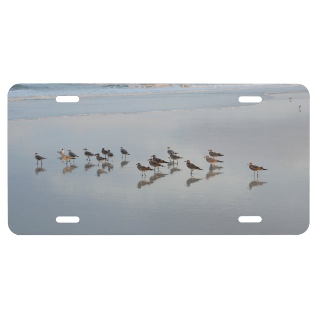Birds on the Beach at Sunset Photograph License Plate (Front)