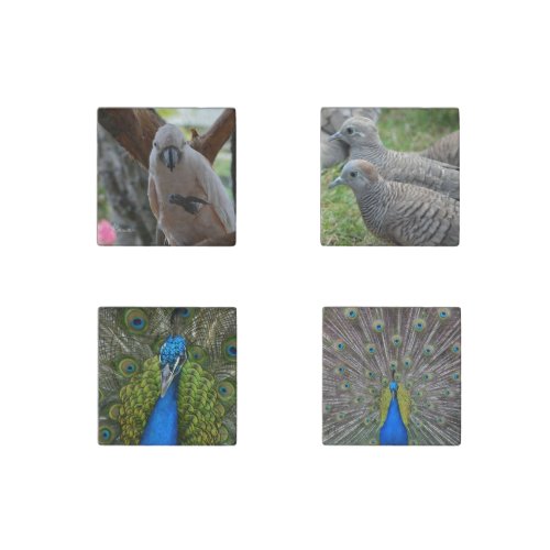 Birds Peacocks Kauai (photo taken by me) Stone Magnet