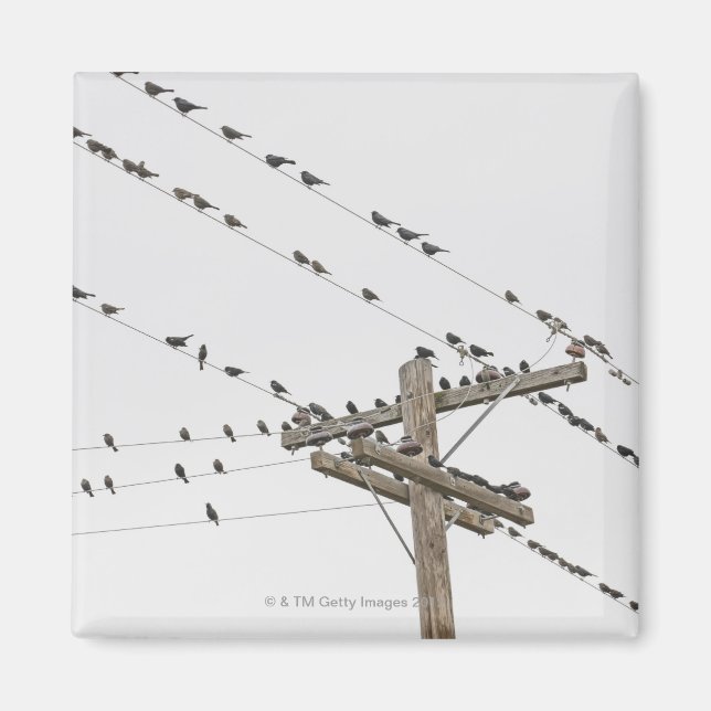 Birds perched on wires magnet (Front)