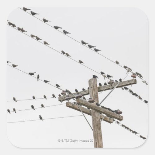 Birds perched on wires square sticker