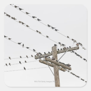 Birds perched on wires square sticker