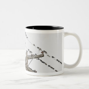 Birds perched on wires Two-Tone coffee mug