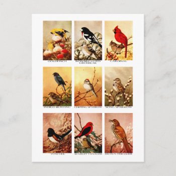 Birds Postcard by pixelholic at Zazzle
