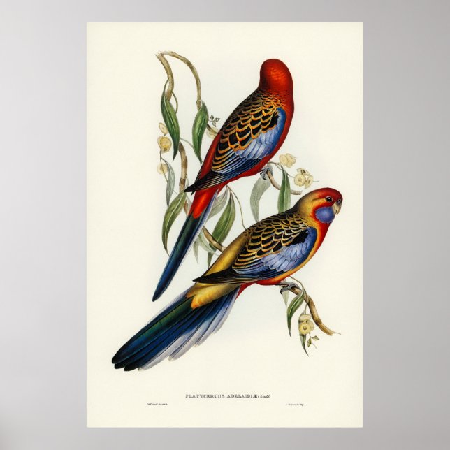 Birds Poster (Front)