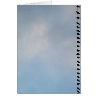 Birds, San Francisco Cards