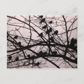 Birds Silhouettes.jpg Postcard