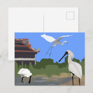 Birds -- Spoonbills and Egret Postcard