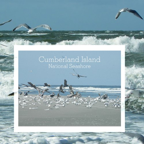 Birds Surf Cumberland Island National Seashore  Postcard