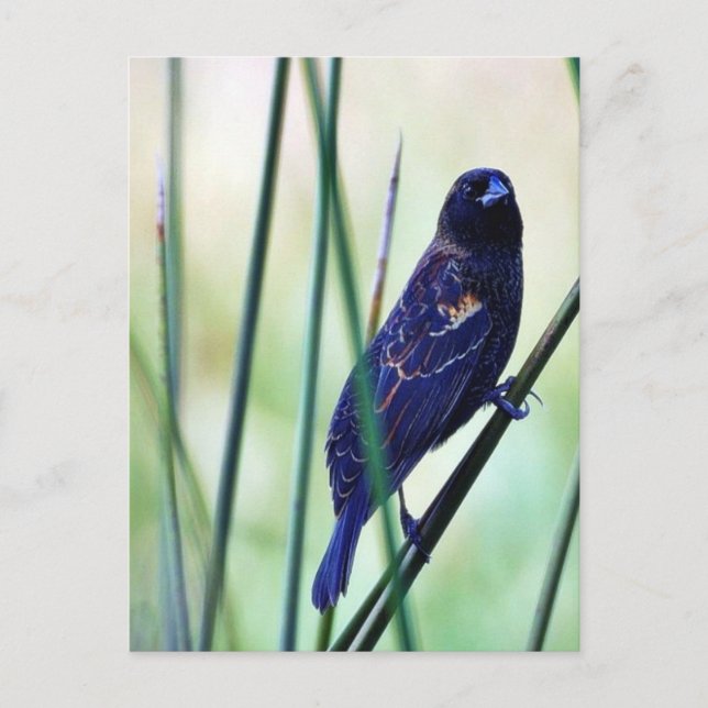 Birds Swamps Postcard (Front)