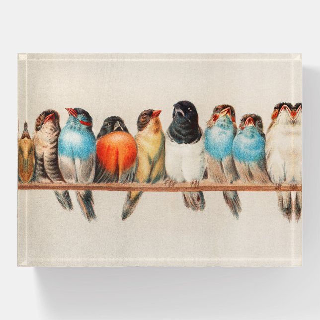 Birds vintage illustration paperweight (Front)