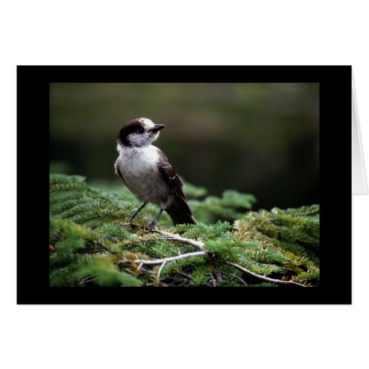 Birds Wild 192 Cards (Front Horizontal)