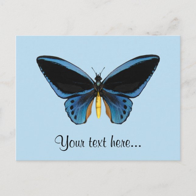 Birdwing Butterfly Postcard (Front)