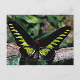 Birdwing butterfly, Trogonoptera brookiana, Malays Postcard