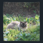 Birman Cat Bandana<br><div class="desc">A Birman decorates this lovely bandana</div>