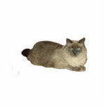 Birman Cat Cutout<br><div class="desc">This photo sculpture is of a Birman mix cat</div>