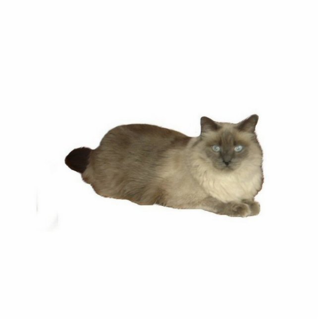 Birman Cat Cutout (Front)