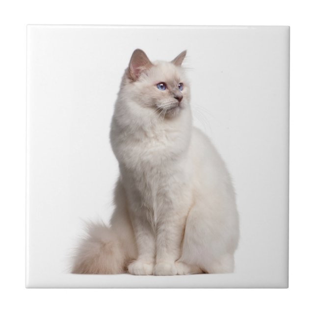 Birman Cat Tile (Front)