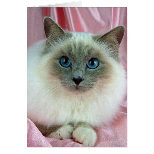 Birman, lilac point cards (Front)
