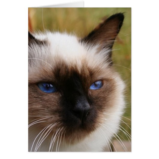 birman.png cards (Front)