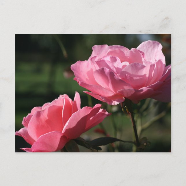 Birth Flower - JUNE - Rose Postcard (Front)