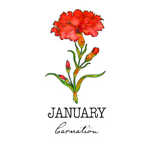 Birth Month January Flower Carnation Hoodie