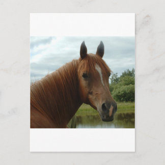 Birthday 012 postcard