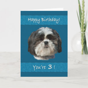 Birthday, 3rd, Shih Tzu Dog Card