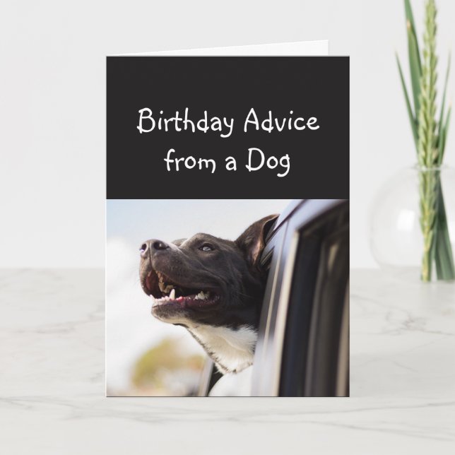 Birthday Advice from a Dog Fun Animal Humor Card (Front)