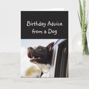 Birthday Advice from a Dog Fun Animal Humor Card