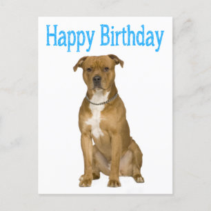 Birthday American Staffordshire Terrier Post Card