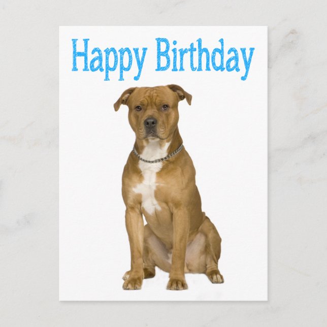 Birthday American Staffordshire Terrier Post Card (Front)