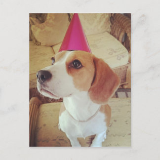 Birthday Beagle postcard