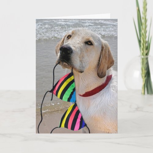 Birthday Bikini and Labrador Retriever Card