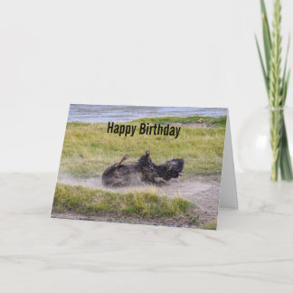 Birthday Bison Wallowing Yellowstone National Park Card