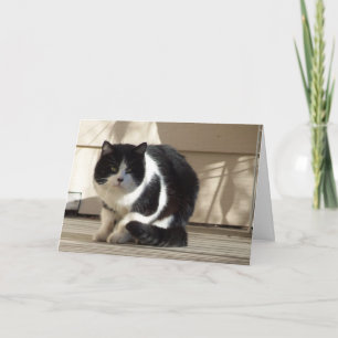 Birthday, Black N White Cat Card