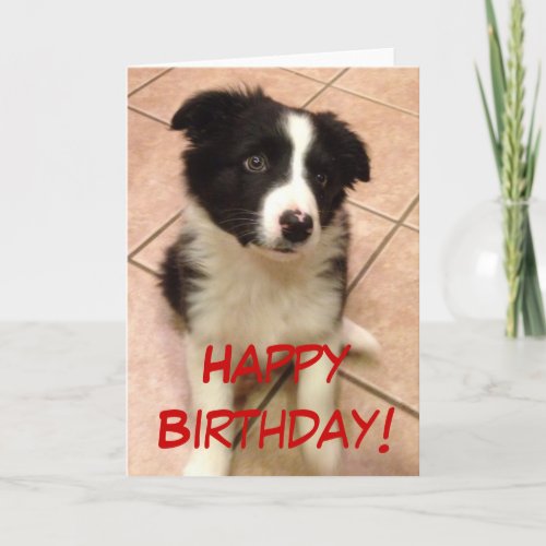 Birthday Border Collie Puppy Greeting Card