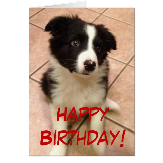 Birthday Border Collie Puppy Greeting Card | Zazzle.com