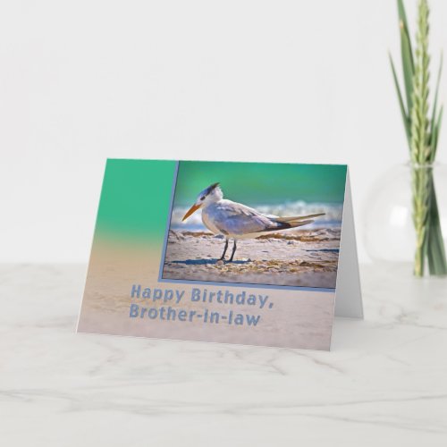 Birthday Brother_in_law  Royal Tern Bird Card